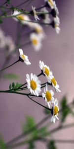 Camomille,Lisse,Flou,Fleurs