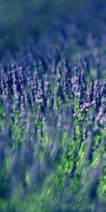 Blur,Smooth,Flowers,Field,Lavender