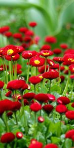 Blur,Smooth,Greens,Flowerbed,Flower Bed,Flowers,Daisies