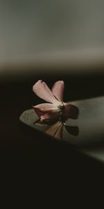 Blur,Smooth,Shadow,Table,Flower,Dark