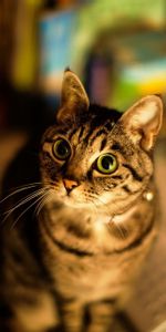 Blur,Smooth,Striped,Opinion,Sight,Animals,Eyes,Cat