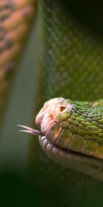 Blur,Smooth,Tongue,Language,Animals,Reptile,Snake