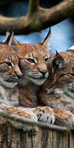 Se Coucher,Mensonge,Cacher,Animaux,Trois,Lynx