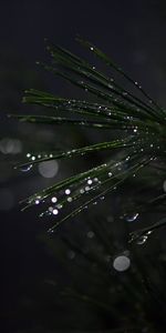 Bonsai,Needle,Macro,Moisture,Boquet,Drops,Bokeh,Wet