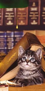 Book,To Lie Down,Lie,Muzzle,Animals,Cat,Library