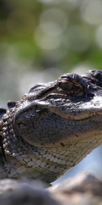 Boquet,Cayman,Caiman,Animals,Nature,Bokeh,Crocodile