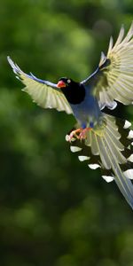 Boquet,Wings,Bokeh,Bird,Animals,Background