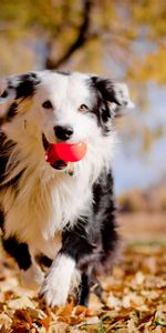 Border Collie,Animals,Autumn,Leaves,Dog,Ball,Mood