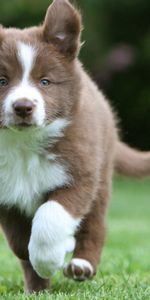 Animales,Hierba,Border Collie,Corriente,Correr,Cachorro