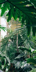 Invernadero,Jardín Botánico,Flores,Plantas