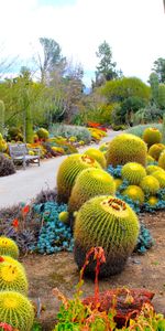 Cactus,Ee Uu,California,San Marino,Naturaleza,Jardín Botánico,Estados Unidos,Jardín