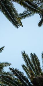 Bottom View,Leaves,Nature,Palms