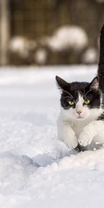 Sauter,Rebondir,Hiver,Neige,Animaux,Chat