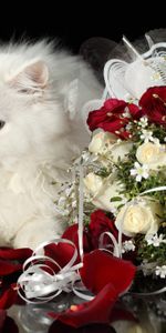 Ramo,Animales,Roses,Fondo Negro,Gato