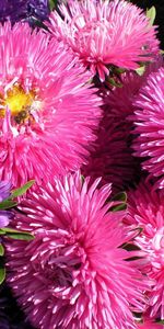 Bouquet,Asters,Flowers,Bright,Close Up