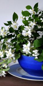 Bol,Jasmin,Porcelaine,Source,Bouquet,Printemps,Fleurs