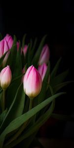 Bouquet,Buds,Tulip,Flowers