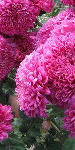 Verdure,Feuilles,Légumes Verts,Dahlias,Fleurs,Bouquet