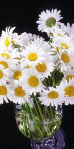 Bouquet,Flowers,Camomile,Vase,Black Background