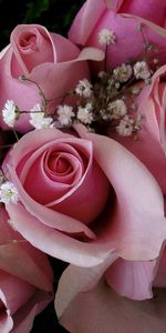 Bouquet,Gypsophile,Gipsophile,Bourgeons,Roses,Fleurs,Rose