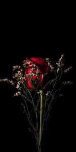 Bouquet,Rose Flower,Rose,Flowers,Flower,Dark