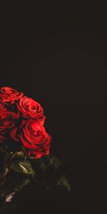 Bouquet,Roses,Fleurs,Sombre