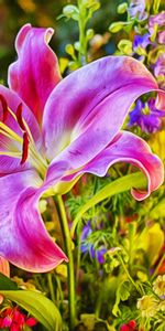 Bouquet,Style,Flowers,Pink,Lily