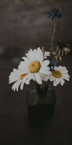 Bouquet,Wildflowers,Composition,Camomile,Vase,Dark