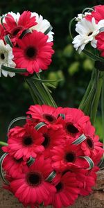 Combinaison,Gerberas,Fleurs,Bouquets