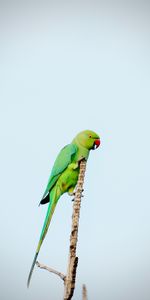 Branch,Animals,Bright,Bird,Parrots