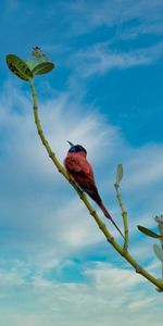 Branch,Animals,Feather,Bird,Beak