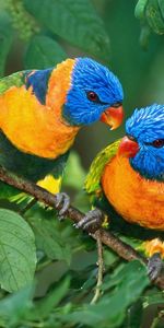 Branch,Animals,Parrots,Love