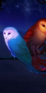 Branch,Birds,Night,Owl,Art