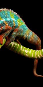 Branche,Reptile,Caméléon,Couleur,Animaux