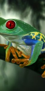 Branch,Colourful,Frog,Animals,Colorful