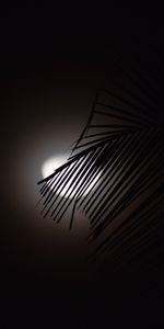 Branche,Silhouette,Sombre,Lune