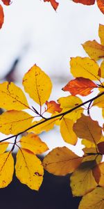 Branch,Dry,Nature,Leaves,Autumn