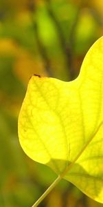 Branche,Sec,Circulation Sanguine,Feuilles,Veines,Nature