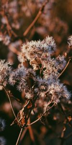 Branch,Dry,Nature,Plant