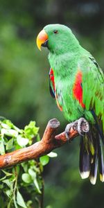 Branch,Eclectus,Animals,Bright,Bird,Parrots