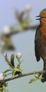 Fleurs,Animaux,Oiseau,Branche,Exotique,Floraison