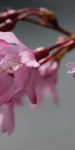 Branch,Flowers,Bloom,Sakura,Flowering