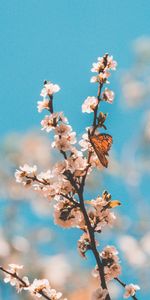 Branch,Flowers,Macro,Butterfly