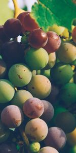 Branch,Food,Grapes,Harvest