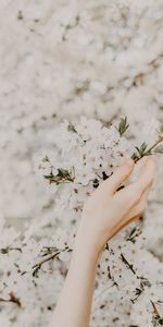 Branch,Hand,Tenderness,Flowers,Spring,Sakura