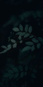 Branch,Leaves,Dark