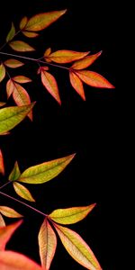 Branch,Leaves,Dark,Black Background