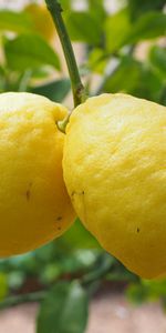 Lemons,Rama,La Fruta,Fruta,Agrios,Comida,Citrus