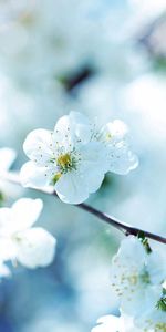 Branch,Light Coloured,Flowers,Light,Petals,Macro