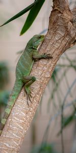 Animaux,Lézard,Branche,Reptile